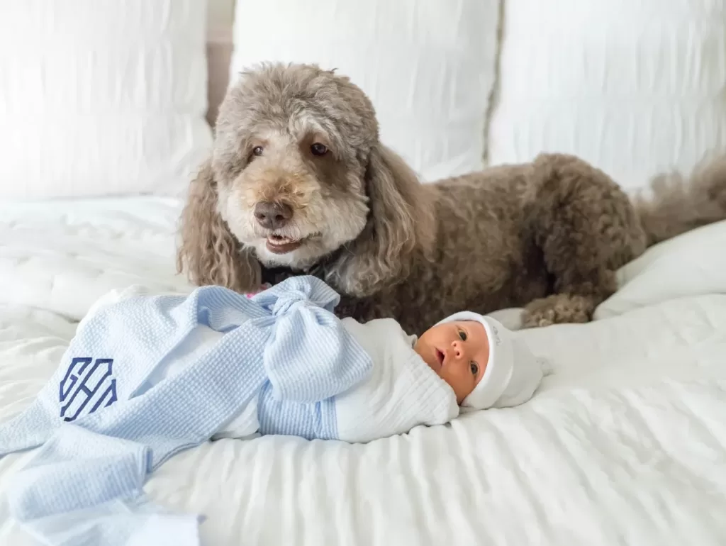 A dog safeguarding a baby