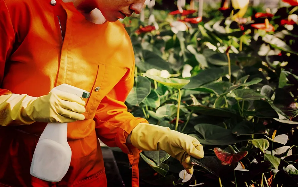 Person in an orange suit and yellow gloves spraying plants with a bottle in a garden.