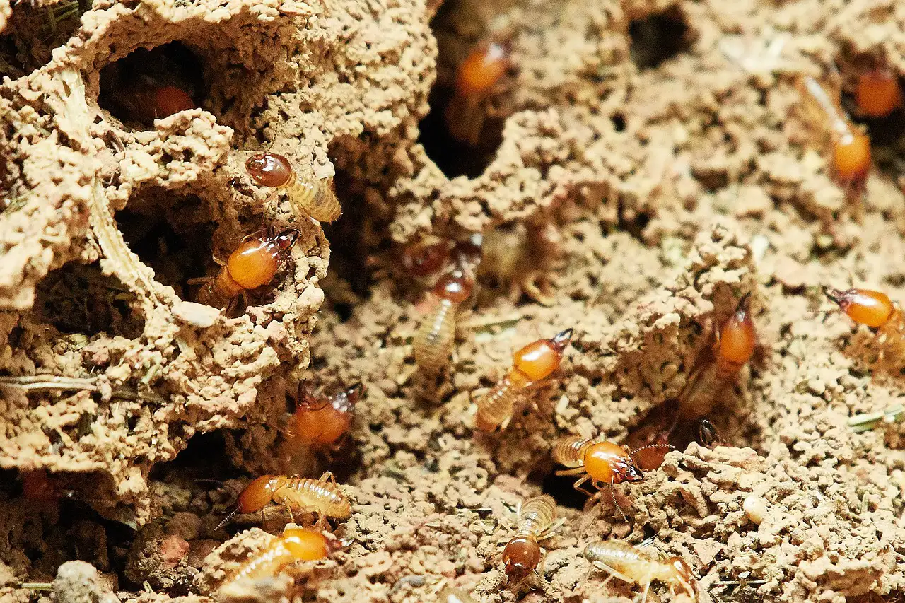 Termites Prevention