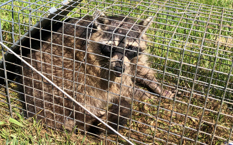 Raccoon trapped inside a metal cage on a grassy surface, used for wildlife control or relocation.