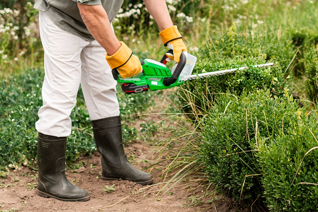Person trimming green bushes with an electric hedge trimmer in a garden for pest prevention, wearing protective gloves, boots, and white pants.
