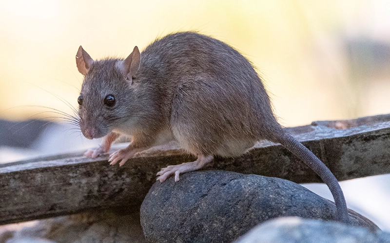 House rat Rattus rattus Malaga Spain