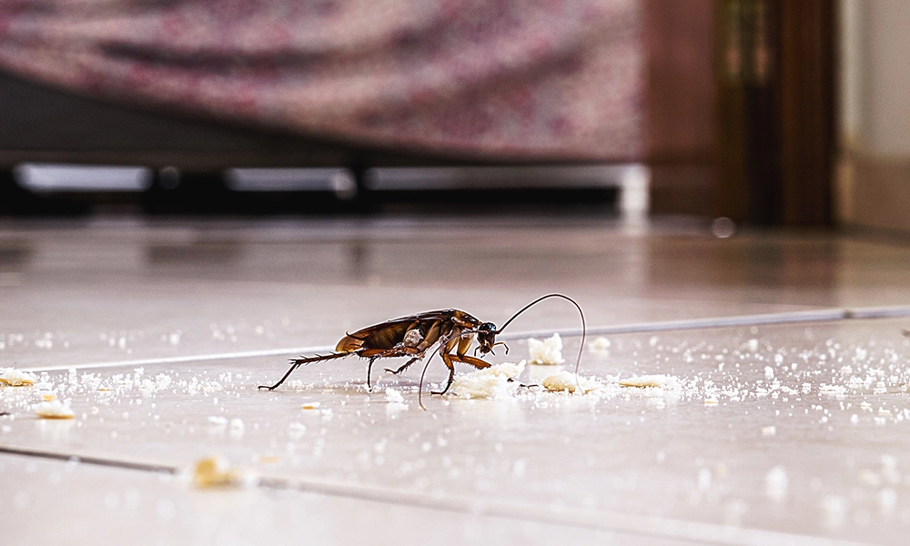 A close-up of a cockroach on a kitchen floor surrounded by crumbs, highlighting a common pest problem in homes. The image emphasizes the need for pest control measures to prevent infestations in residential areas like Cumming.