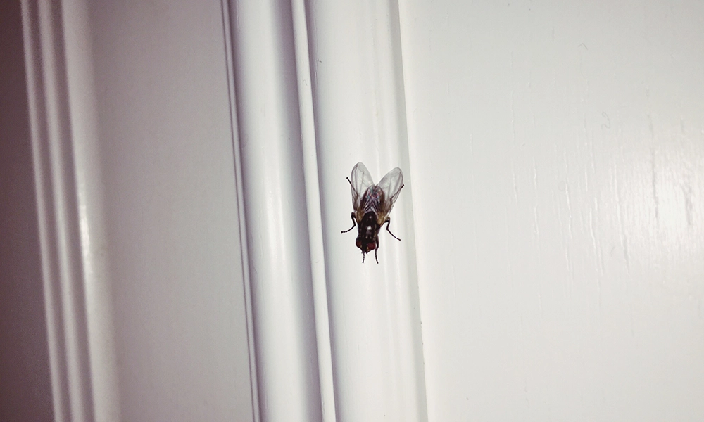 A close-up of a housefly resting on a white wall, highlighting one of the common pests found in homes, particularly in Newnan. The image emphasizes the nuisance and potential health risks associated with flies in indoor spaces.
