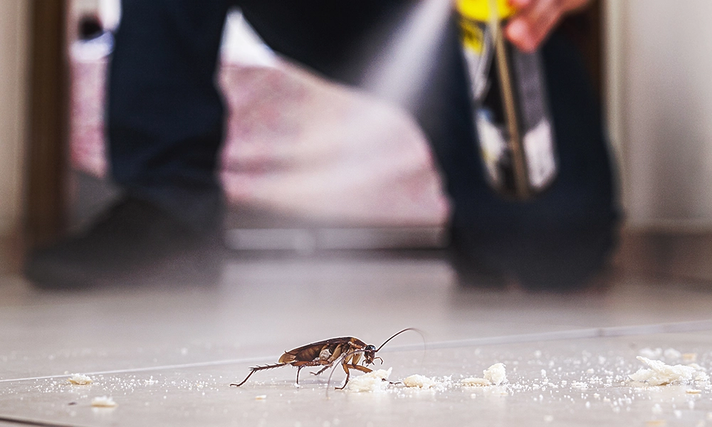A close-up of a cockroach on the floor surrounded by crumbs, with a person in the background spraying insecticide, illustrating an attempt to eliminate pests indoors.
