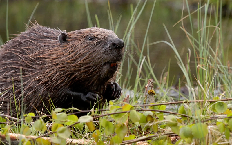 A close-up of a beaver sitting on the edge of a wetland, surrounded by grass and small branches.