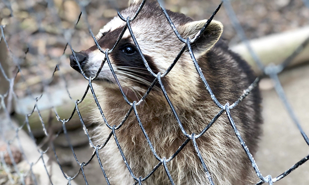 Close-up of a raccoon behind a wire fence, looking through the gaps with curiosity.
