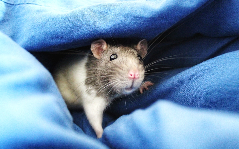 Close-up portrait of cat on bed