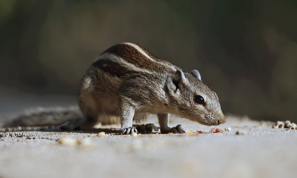 Close-up of an Indian palm squirrel on the ground, eating small food pieces.