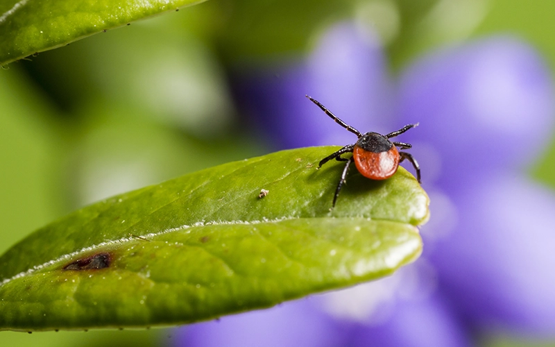 Brown and black bug on green leaf