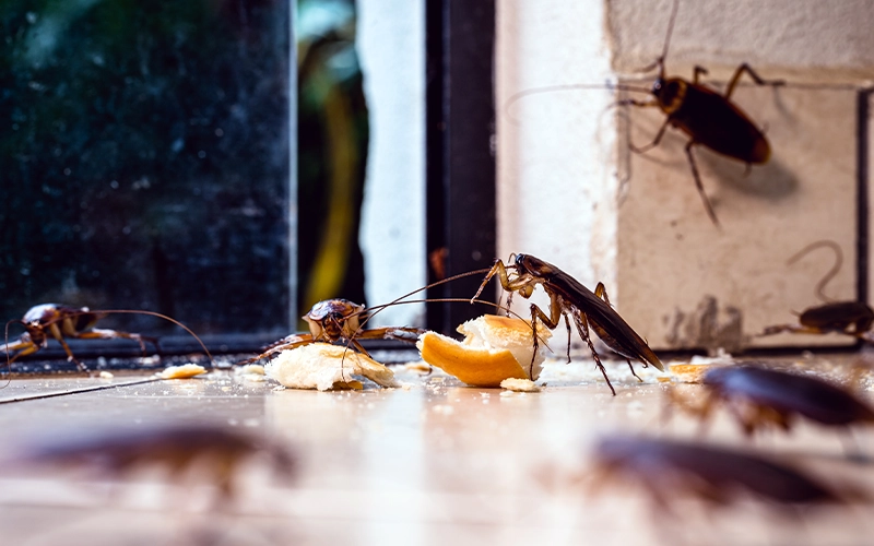 Multiple cockroaches in a kitchen environment, scavenging on crumbs of food near a door.