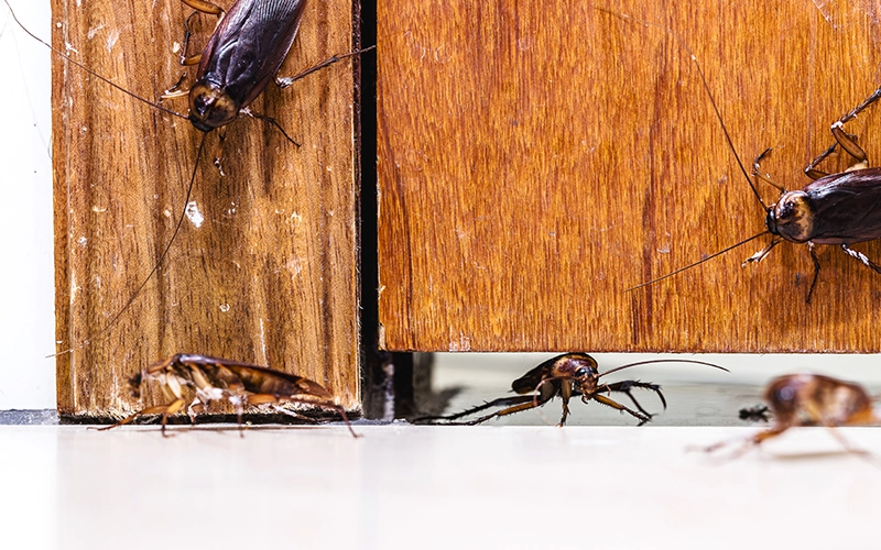 Many cockroaches entering the house under the door insects invading the house through the crack in the door