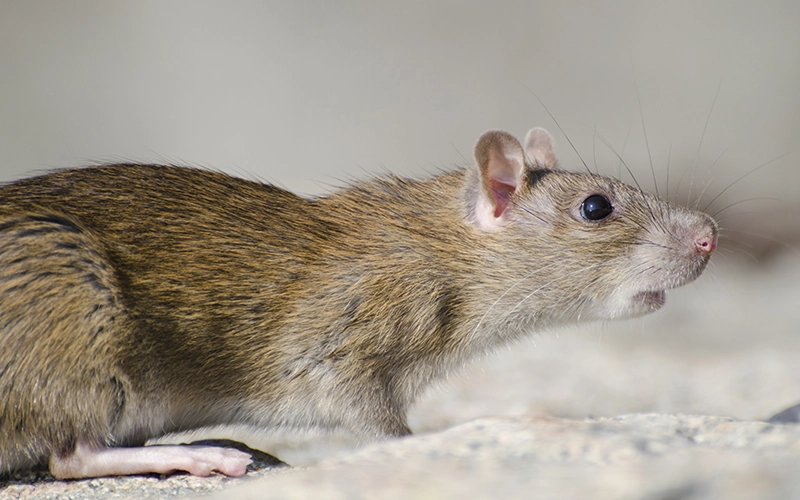 Common Ways Rodents Invade Your Newnan Home