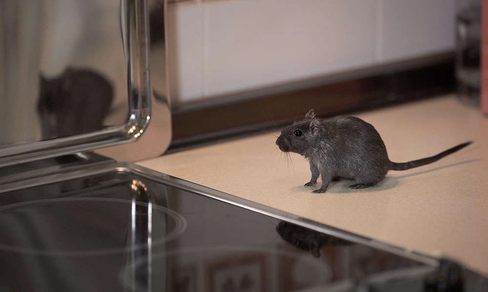 A small rodent sitting on a kitchen countertop near a stovetop, highlighting the need for DIY rodent-proofing tips for homeowners in Atlanta.