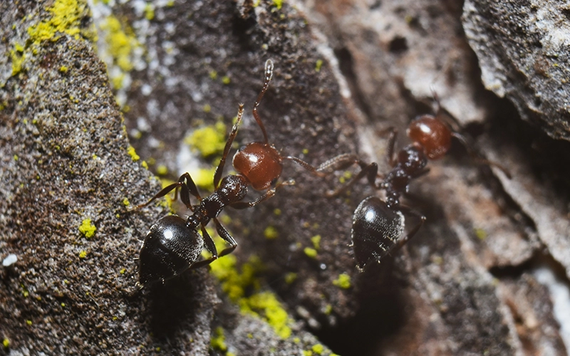 Close-up of two ants with red heads and black bodies crawling on a textured surface.