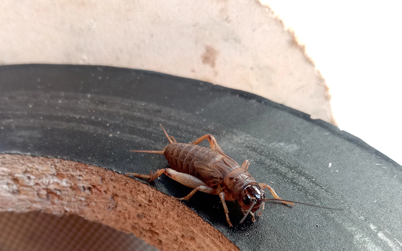 Close-up of a cricket resting on a black wooden surface, showcasing its natural habitat.
