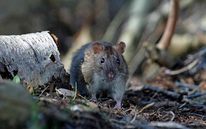 Brown rat foraging and feeding in the woods
