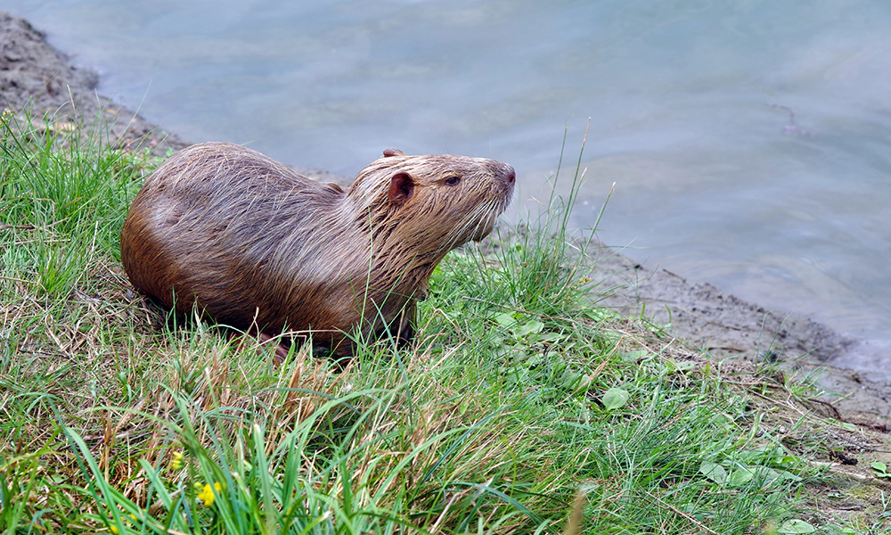 A beaver near the edge of a water body, sitting on the grassy bank, looking out over the water.