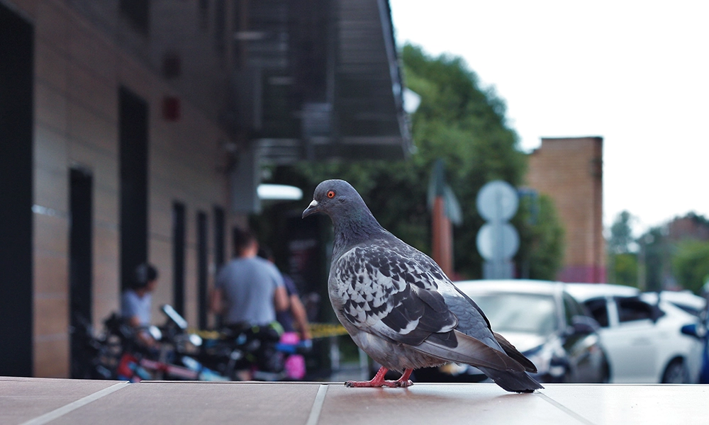 A pigeon standing outdoors on a ledge with people and vehicles blurred in the background.