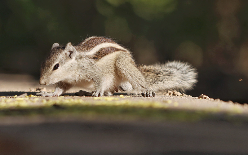 Indian palm squirrel walking on a concrete surface, photographed outdoors