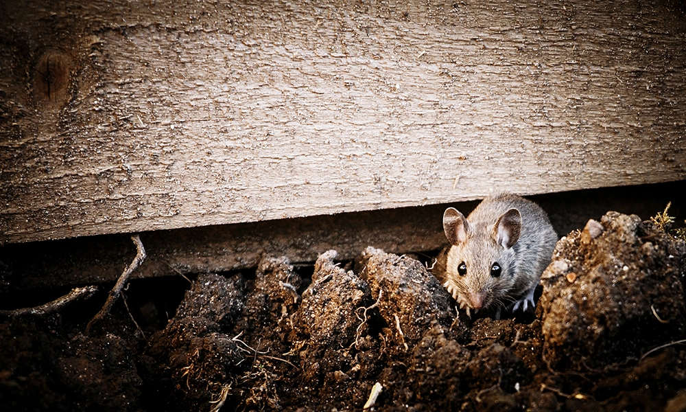 Close-up of a mouse outdoors, emerging from under a wooden structure, representing rodent infestation near a home.