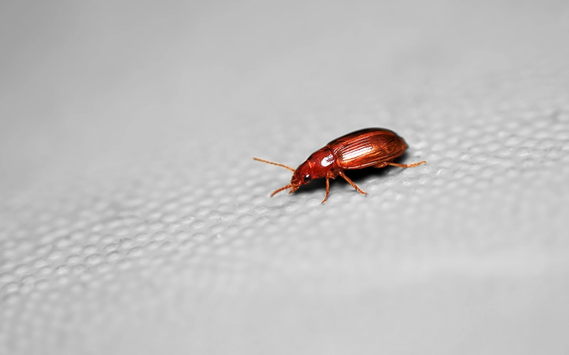 Close-up of insect on white background