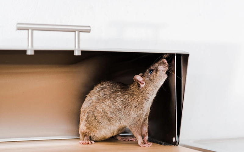 Little rat in bread box in kitchen
