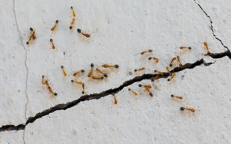Ants climb walls