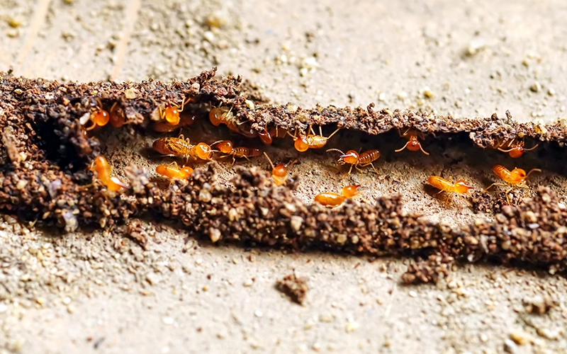 Group of the small termite Termites are social creatures that damage peoples wooden houses because