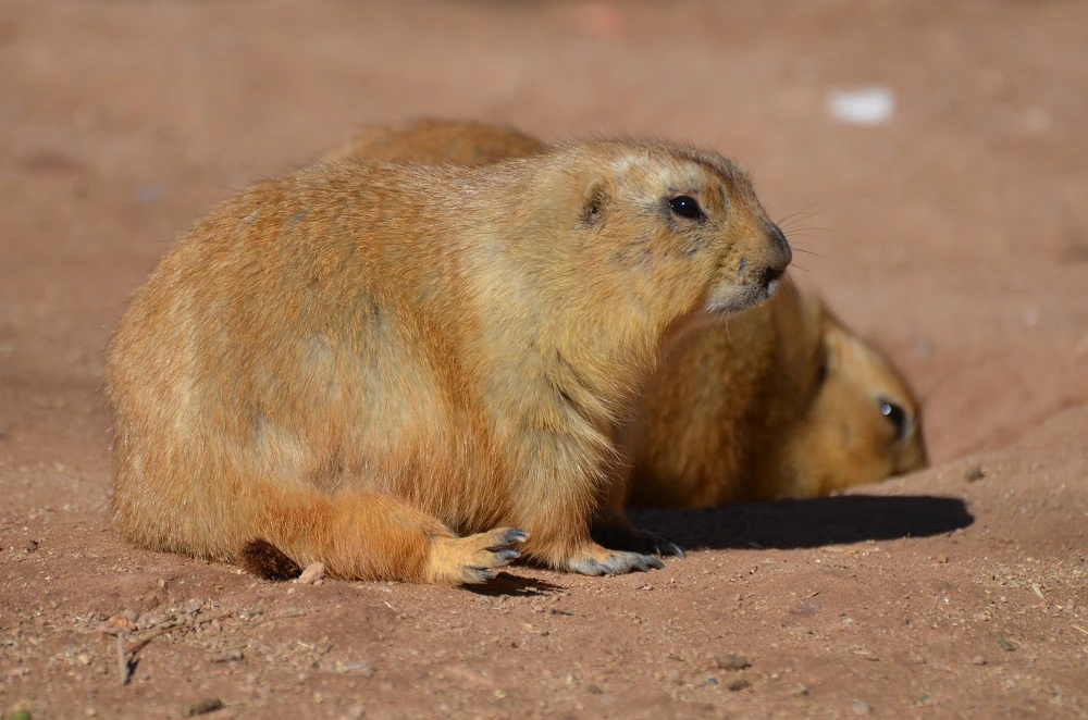 A pair of rodents sitting together on dry ground, with one looking off into the distance.