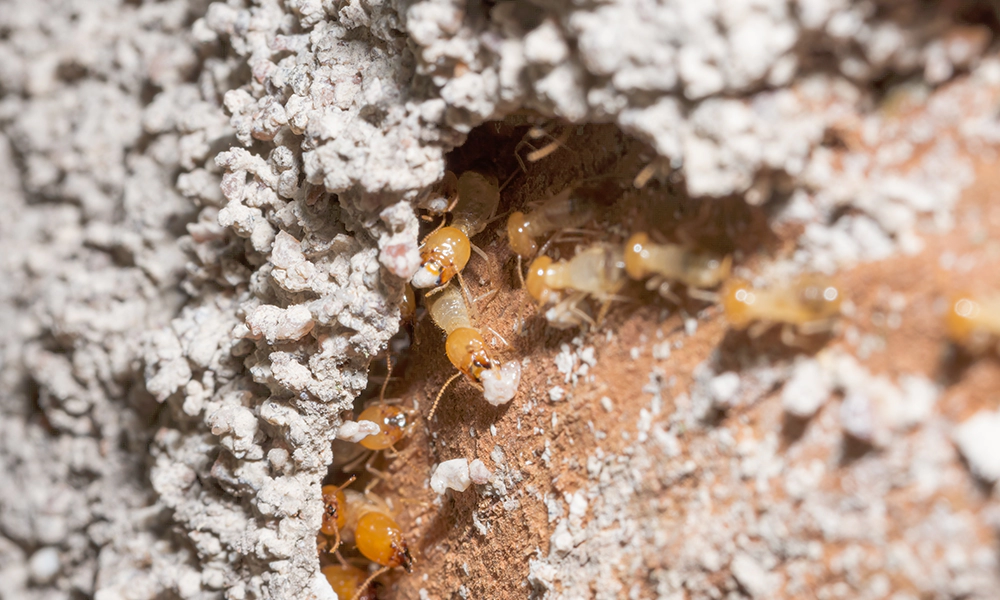 Macro shot of termites crawling on a wooden surface covered in termite damage and debris.