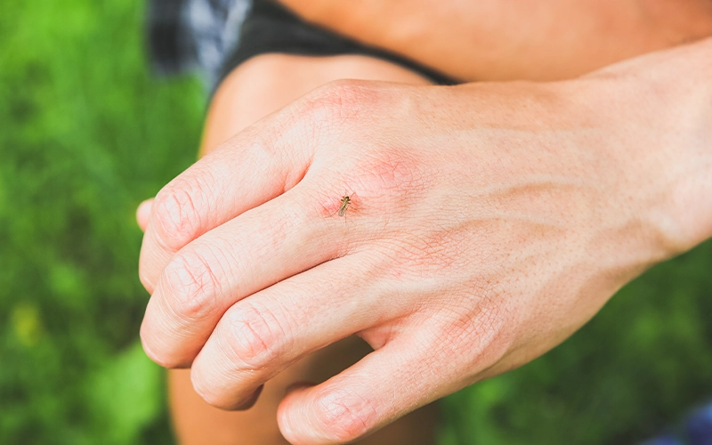 Mosquito sitting on the hand