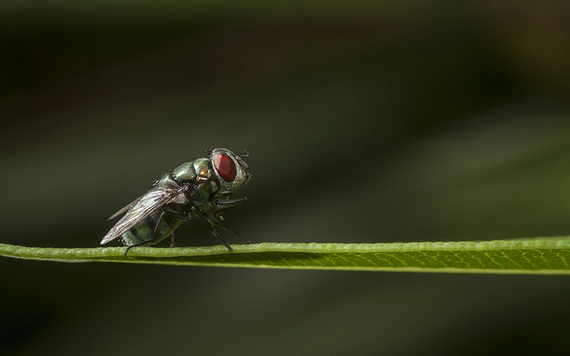 Selective focus of a small insect sitting on a grass leaf