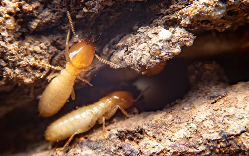 The small termite on decaying timber the termite on the ground is searching for food