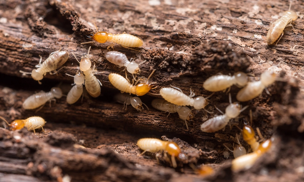 A close-up view of a group of termites actively burrowing and feeding on a piece of damaged wood, showing the intricate tunneling and the termites' light-colored bodies.