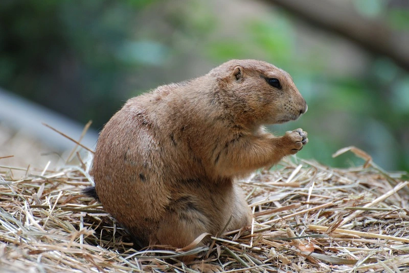 A Eodent sitting upright on a bed of straw, holding its paws together as if in prayer.