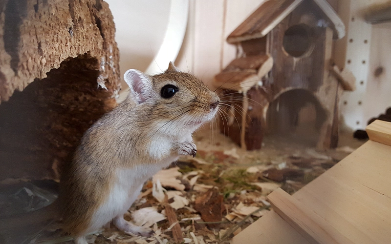 Close-up of lizard on wood