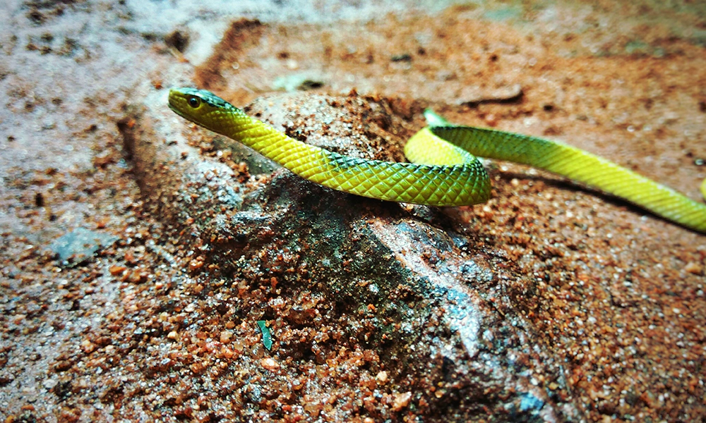 A small green snake slithering over a rock on a sandy surface.