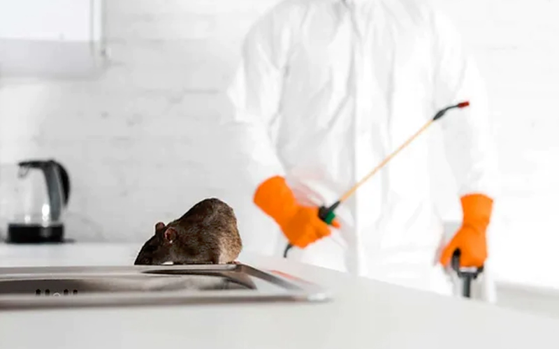 A rodent near a kitchen sink while a pest control professional in protective gear prepares to exterminate