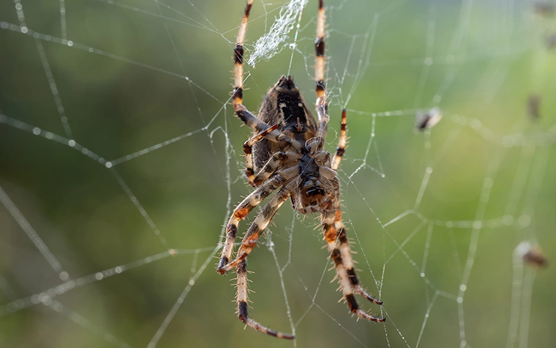 Macro shot of a spider on a web