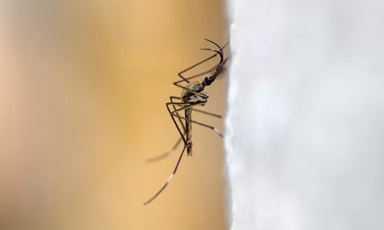 Close-up shot of a mosquito clinging to a surface, highlighting its thin body, long legs, and delicate wings, ready to feed.