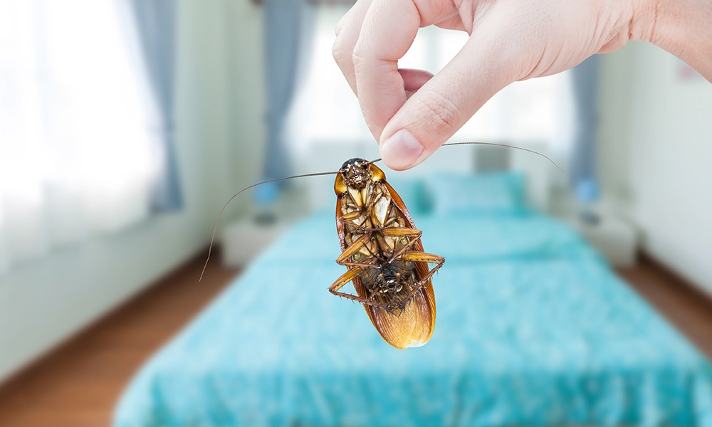 Person holding a dead cockroach in a bedroom, highlighting a pest control issue in a home environment.