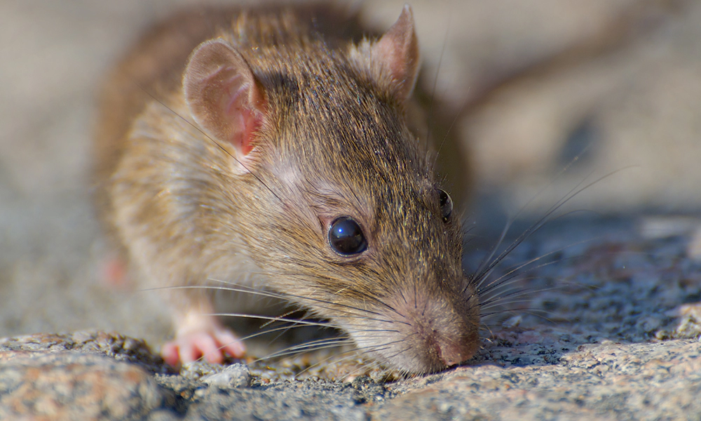 Close-up of a rat inspecting the ground, emphasizing the importance of rodent prevention and control in residential areas.