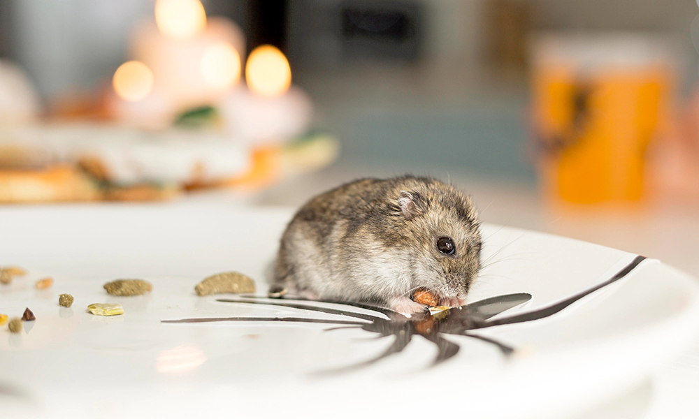 A small rodent eating food on a decorative plate, illustrating the need for rodent prevention in homes.