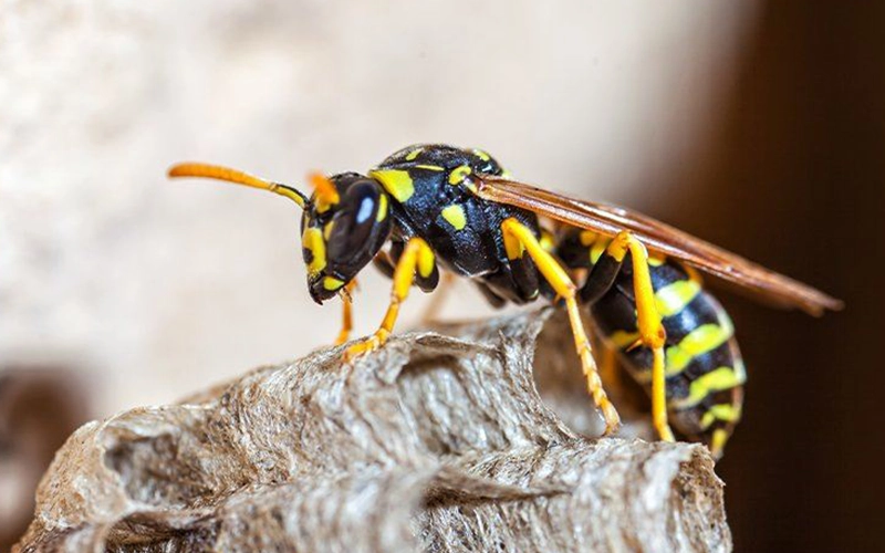 Why Stinging Pests Are So Prevalent in Atlanta