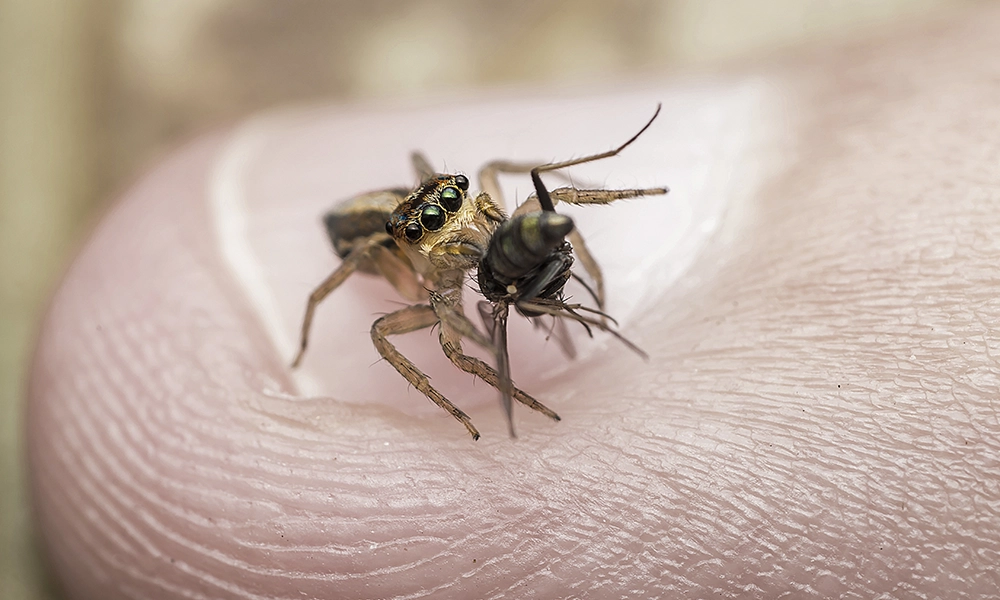 An extreme close-up image of a small spider clutching its prey, possibly a small fly, while perched on a human fingertip, showcasing the intricate details of the spider’s eyes and legs.