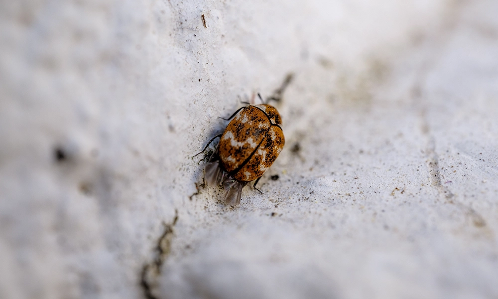 A detailed view of a small, round, brown-and-white patterned carpet beetle resting on a textured surface.