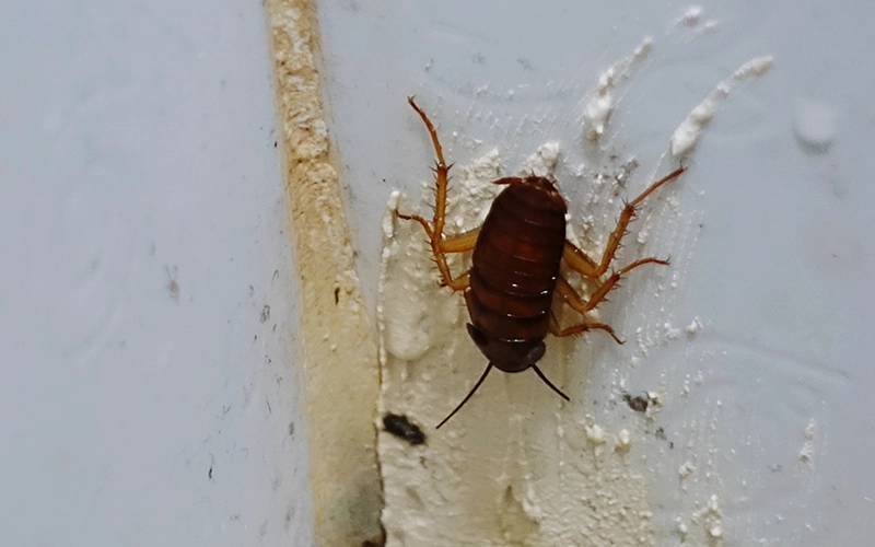 A close-up of a cockroach climbing on a white wall, showing its brown body and legs. The insect is in a corner, emphasizing its tendency to hide in cracks and crevices, commonly found in indoor environments.