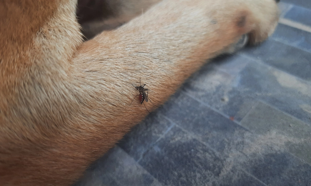 A close-up of a mosquito biting a dog's leg, showing the mosquito's dark body and wings against the dog's light brown fur. The image emphasizes the vulnerability of pets to mosquito bites, highlighting the need for pet protection against insect bites.