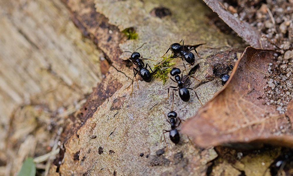 Close-up view of black wood ants crawling on a decaying piece of bark surrounded by dry leaves and soil. The image highlights the natural habitat of wood ants and serves as a representation of their nesting behavior in outdoor environments.